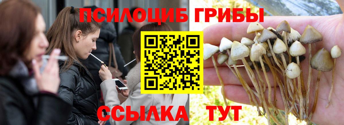 Димитровград  Галлюциногенные грибы Cubensis  Вход с VPN 